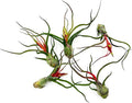 Air Plants - Flowering Tillandsia Bulbosa Guatemala, Large 3-5" - 5ct - Live Arrival Guaranteed - House Plants for Home Decor & Gift
