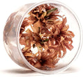 Ultum Nature Systems Live Tissue Culture - Cryptocoryne Wendtii 'Sindoor' - Moderate - Low to Medium Light - Red and Orange Accent - Midground - 100% Snail Free Grown in-Vitro - Regular Cup