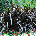 Pack 3 Fountain Grass Plants Live, 5-9 Inch Tall, Ornamental Grasses Live Plants Perennial, Well-Rooted Perennial Grass Clumps (Black Fountain Grass)