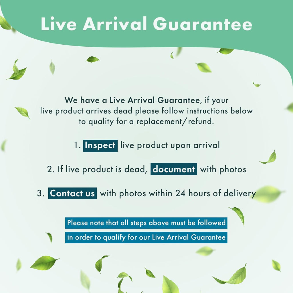 Anubias Live Aquarium Plants - Potted Freshwater Plant for Fish Tanks, Terrariums - Beginner Friendly Low Light (Nana Petite, 5 Pots)