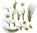 Live Air Plants - Tillandsia Variety, Regular 1-3" - 15ct - Live Arrival Guaranteed, House Plants for Home Decor & Gift