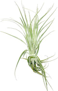 Live Air Plant - Tillandsia Gardneri 5-7” - ragnaroc Rare Collectors Indoor Tropical Plant - Live Arrival Guaranteed - House Plants for Home Decor & Gift