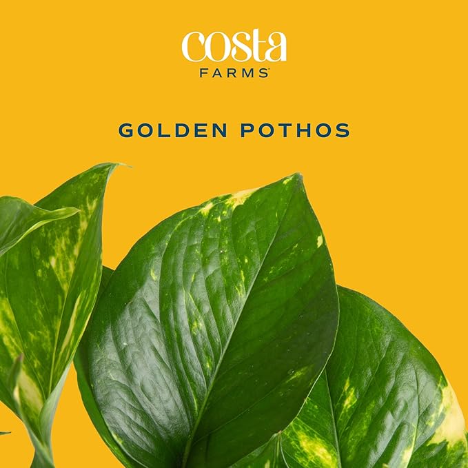 Costa Farms Live Pothos Plant, Easy to Grow Vining Houseplant in Cute Décor Planter, Housewarming Gift, Room Decor, 10-12 Inches Tall | Valentines Day Gift | Valentines Day Decoration