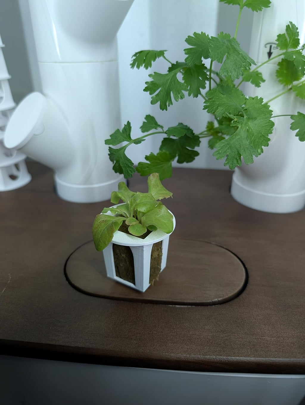 Grow Cubes for Hydroponic System/Compatible with Gardyn (20 Grow Cubes)