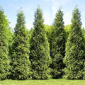 Brighter Blooms - Junior Giant Thuja Tree, 1-2 ft. - No Shipping to AZ