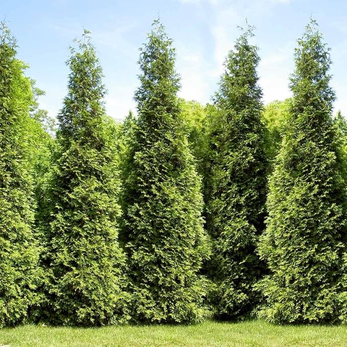 Brighter Blooms - Junior Giant Thuja Tree, 2-3 ft. - No Shipping to AZ