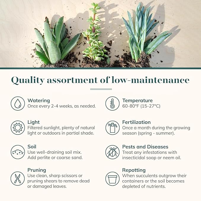 Shop Succulents Mixed Succulent Plant Pack 2" Grow Pot Pack of 20