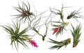 Air Plants - Loki Gift Box - 9ct - Live Arrival Guaranteed - House Plants for Home Decor & Gift