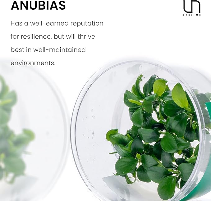 Ultum Nature Systems Anubias Barteri Tissue Culture Live Plant for Aquarium, Aquascape, Freshwater Fish Tanks - 100% Snail Free in Vitro