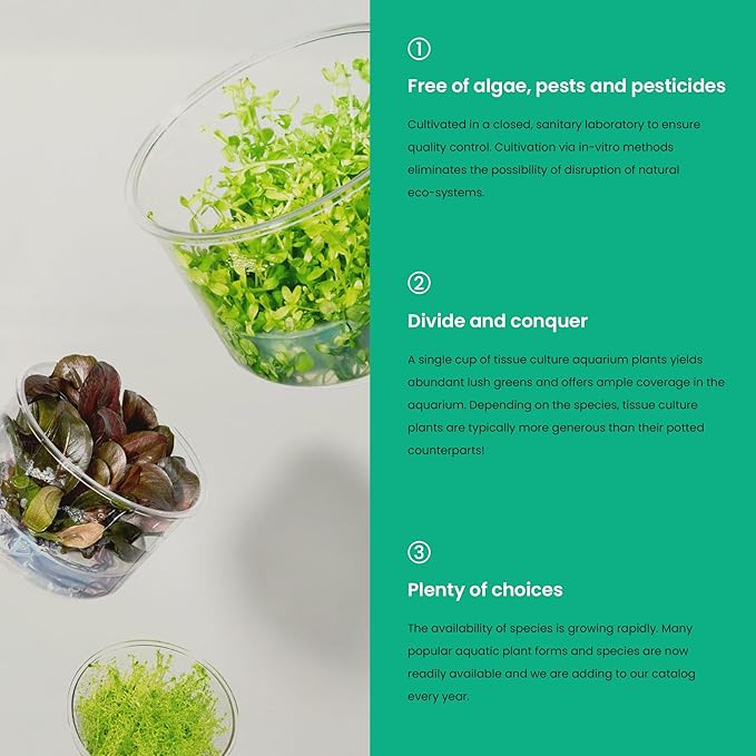 Ultum Nature Systems Cryptocoryne Willisii Tissue Culture Live Plant for Aquarium, Aquascape, Freshwater Fish Tanks - 100% Snail Free in Vitro