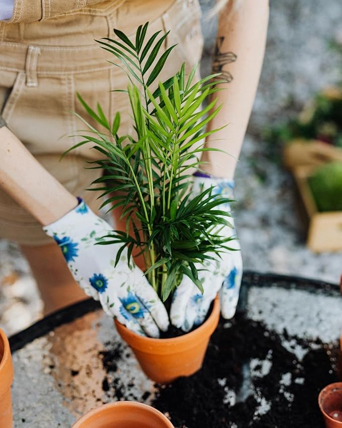 Palm Tree Potting Mix - The Ultimate Soil for Strong and Healthy Palms - Top Choice for Palm Tree Growers ? [20 Quart Bag]