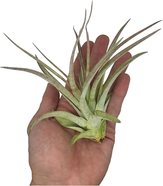 Air Plants - Tillandsia Brachycaulos Multiflora, Jumbo 5-7" - 5 ct - Live Arrival Guaranteed - House Plants for Home Decor & Gift