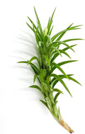 Live Air Plants – Tillandsia Araujei, Large 5” – 1ct – Live Arrival Guaranteed – House Plants for Home Décor & Gift