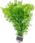 Live Aquarium Stem Plants - Freshwater Aquatic Plant for Fish Tanks, Aquascaping - (Limnophila Heterophylla, 4 Bunches)