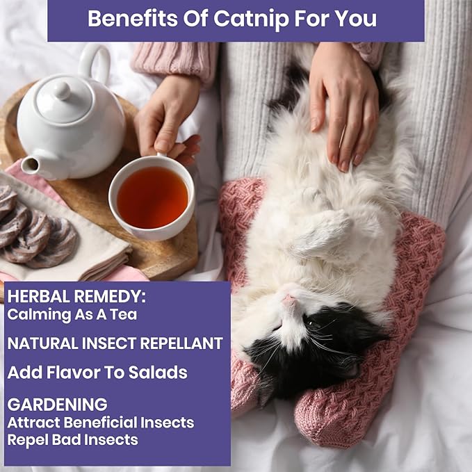 NatureZ Edge Catnip Seeds for Planting, 6.5 Grams, 11,000+ Herb Seeds, Indoor or Outdoor Growing, Your Cat Will Love Them, Non-GMO