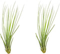 Air Plants - Tillandsia Juncea, Jumbo 8-12" - 2ct - Live Arrival Guaranteed - House Plants for Home Decor & Gift
