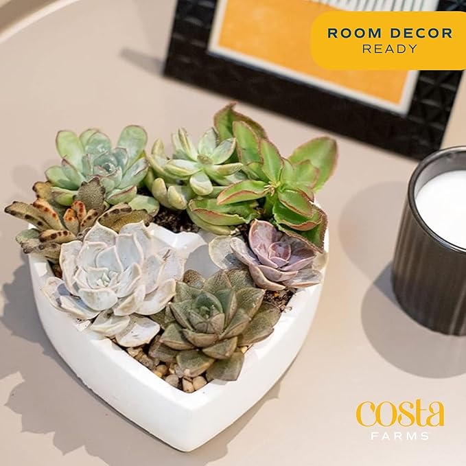 Costa Farms Mini Succulent DIY Heart Kit Fully Rooted, 2-inch Live Indoor Plant, 4-Inches Tall, Heart Frame DIY Kit| Valentines Day Gift | Valentines Day Decoration