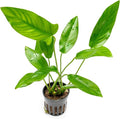 Live Plants – Anubias Hastifolia (Anubias hastifolia) – Low to Moderate Light, Medium to Dark Green Arrow-Shaped Leaves, Midground to Background Tank Placement - Pot, 3 Pack
