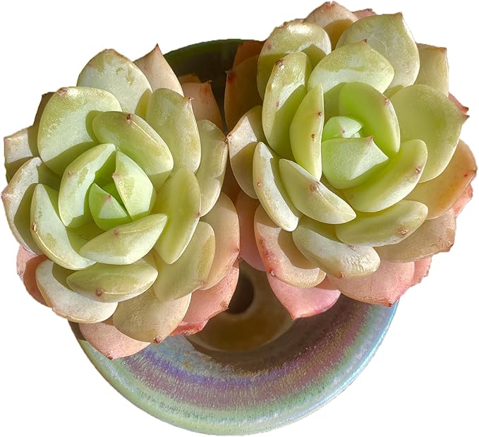 FWPP Rare Echeveria Love Song Succulent, Live 2-Head 3-Inch Plant