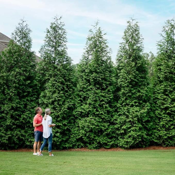 Brighter Blooms - Thuja Green Giant, 6-7 Feet - Live Plant - No Shipping to AK, AZ, HI, OR