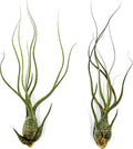 Live Air Plants - Tillandsia Butzii, Jumbo 7-9" - 2ct - Live Arrival Guaranteed - House Plants for Home Decor & Gift