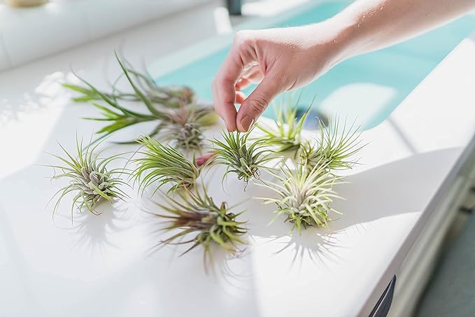 12 Pack Air Plants Red Abdita Tillandsia - Medium Air Plants Live Variety Pack - Live Succulent House Plant - Home Holders and Garden Decor - Easy Care Indoor and Outdoor Plants