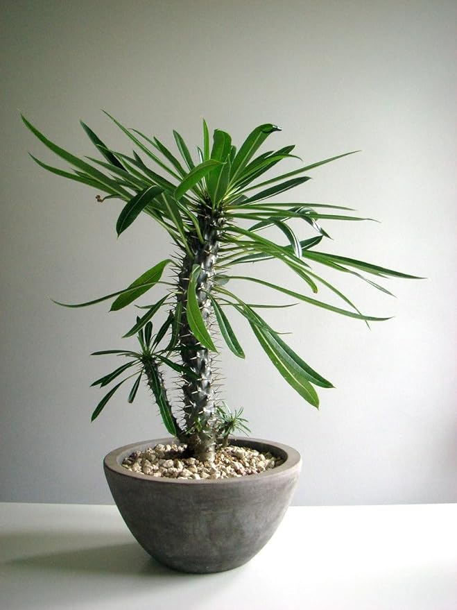 Madagascar Palm Potting Soil - Enhance Growth and Health with Professional Grade Nutrient-Rich Mix - 3 Quart
