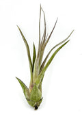 Live Air Plant – Tillandsia Capiput, Jumbo 6-9” - 1ct - Live Arrival Guaranteed - House Plants for Home Decor & Gift