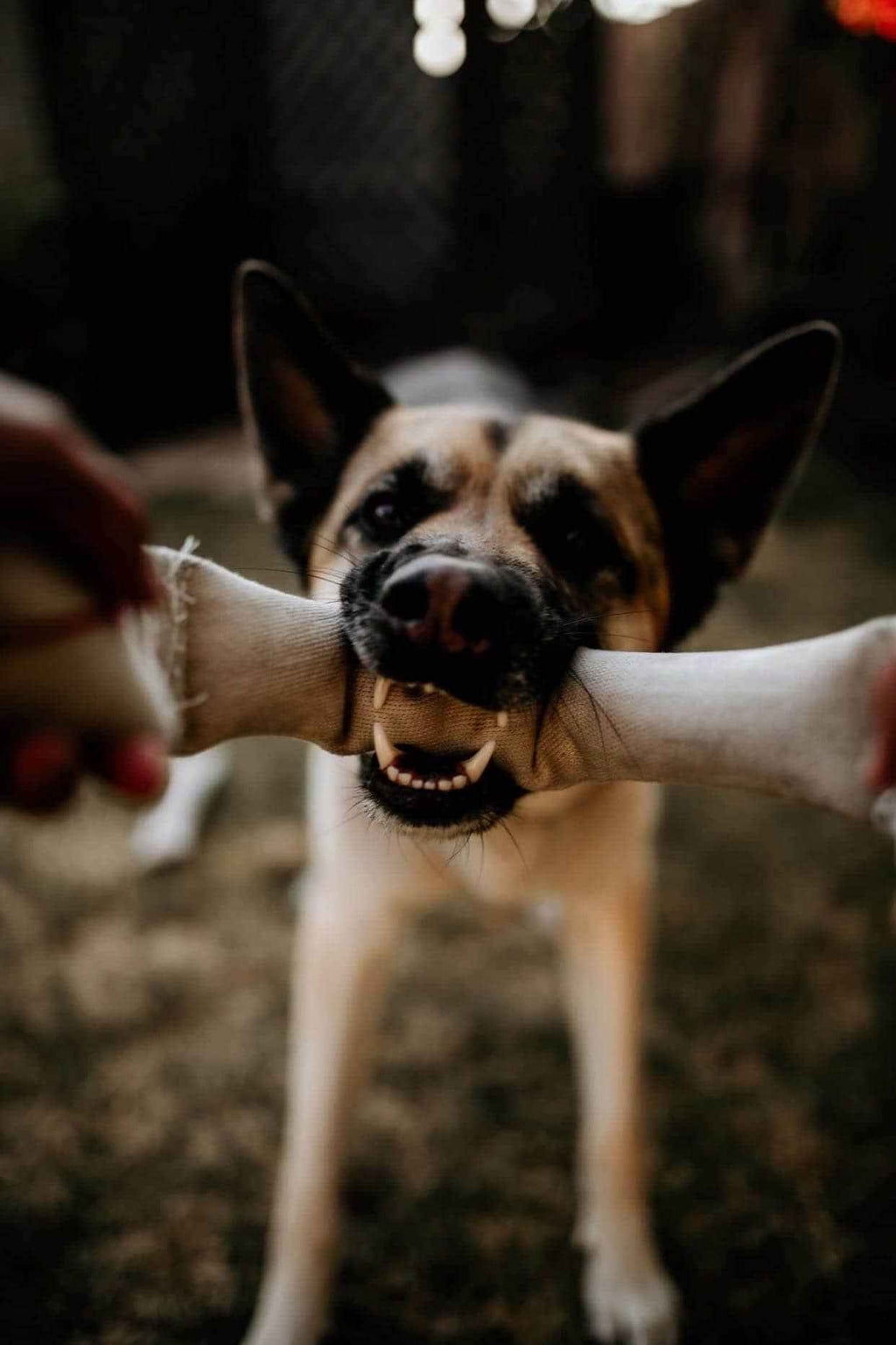 Dual-Handle Recycled Fire-Hose Tug of War Dog Toy