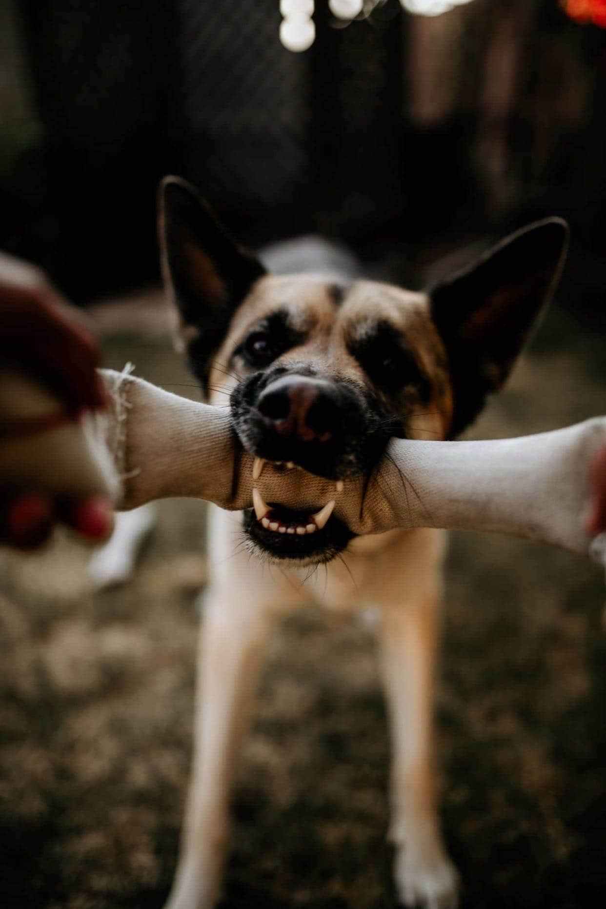 Dual-Handle Recycled Fire-Hose Tug of War Dog Toy