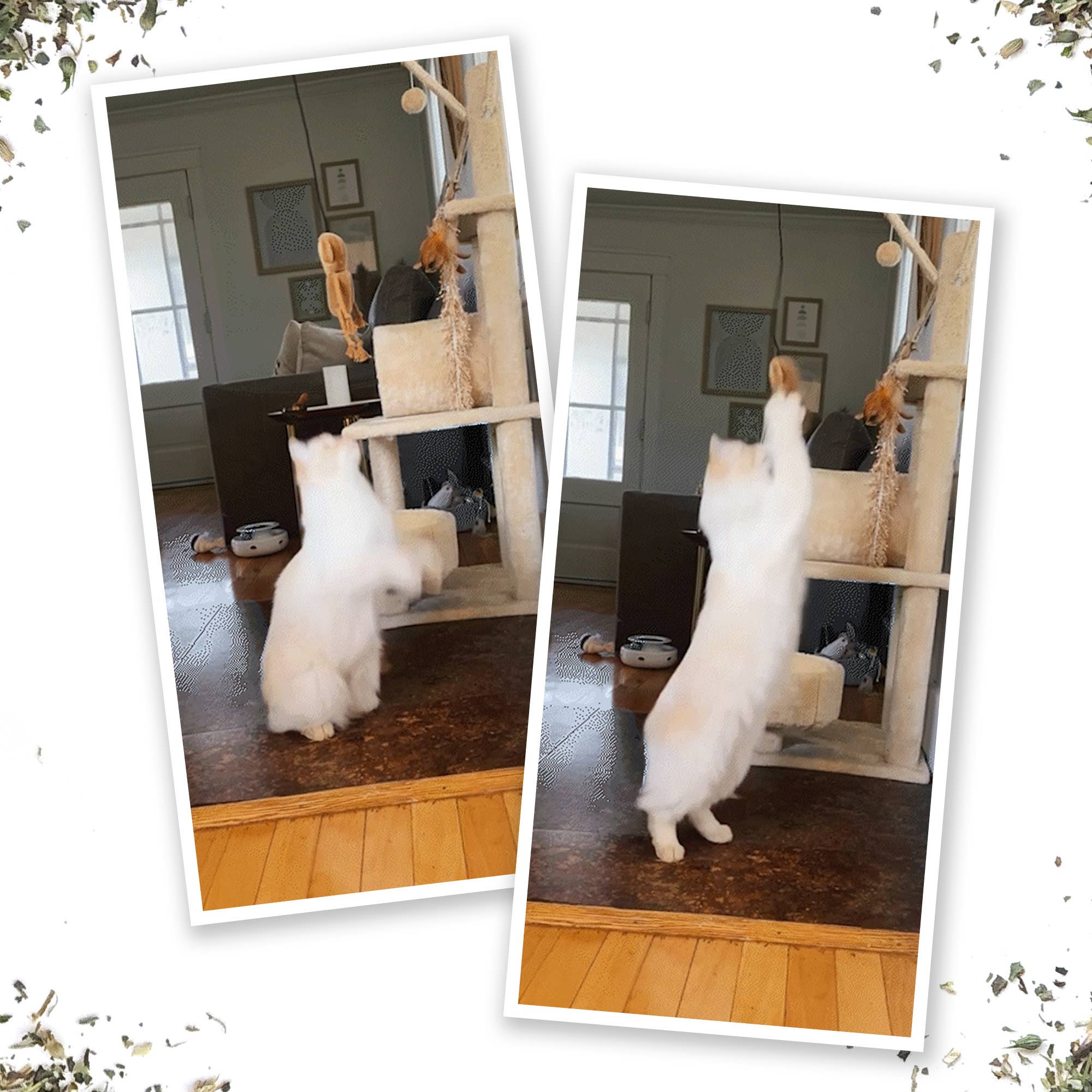 Jump 'n' Jamb Monkey or Squid Cat Toy
