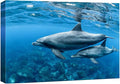 wall26 Canvas Print Wall Art Tropical Ocean Sea Underwater Dolphin Duo Nature Animals Photography Realism Rustic Scenic Landscape Wilderness Earth Colorful for Living Room, Bedroom, Office - 32"x48"