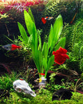 Live Plant - Amazon Sword (Echinodorus Bleheri) - Beginner Friendly, Easy Care, Medium Light, Midground to Background Placement - Freshwater Aquarium Decoration - 1 Bunch (4-5 Plants)