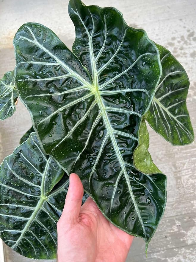 Premium Alocasia Plant Potting Mix - Crafted for Thriving Growth and Striking Elegance - 1 Quart, MAIN-ALOCASIA-1QT