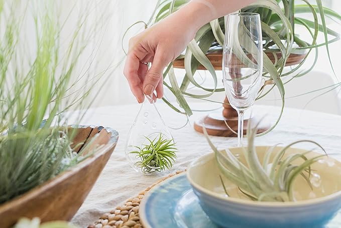 12 Pack Large Air Plants Tillandsia Ionantha Guatemala - Live Succulent House Plants - Available in Wholesale and Bulk - Home and Garden Decor - Easy Care Indoor/Outdoor Air Plant