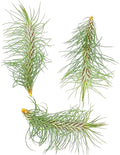 Air Plants - Colombian Tillandsia Funckiana, Large 5" - 3ct - Live Arrival Guaranteed - House Plants for Home Decor & Gift
