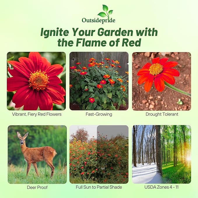 Outsidepride Red Torch Mexican Sunflower Seeds - 1000 Seeds Annual Tithonia, Fast-Growing, Heat & Drought-Tolerant Flower Seeds for Pollinator Gardens, Landscapes, & Flower Arrangements (AAS Winner)