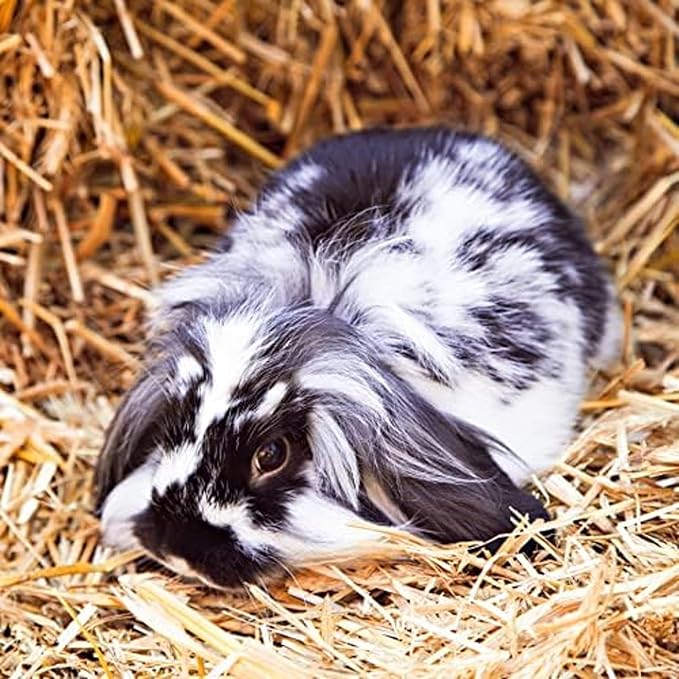 Blue Mountain Hay | Fresh Orchard Grass Hay (24 Ounce) | High Fiber, Soft & Leafy | High-Altitude Hay Pet Food for Rabbits, Guinea Pigs, Chinchillas, Hamsters, and Other Small Pets