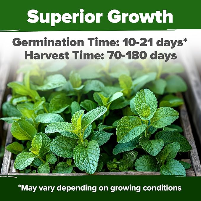 HOME GROWN 𝗨𝗦𝗔 𝗣𝗥𝗘𝗠𝗜𝗨𝗠 Lemon Balm Seed Pack - 403 Non-GMO USA Heirloom Herbal Tea Seeds - Bulk Lemon Balm Seeds for Planting Gardens Indoors or Outdoors - Herb Seeds (Melissa officinalis)
