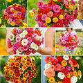 Eden Brothers Zin Master Flower Mixed Seeds for Planting, 1/4 lb, 120,000+ Seeds with California Giant, Mexican, Lilliput Zinnia | Attracts Pollinators, Plant in Spring, Zones 3, 4, 5, 6, 7, 8, 9, 10