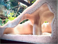 Aquarium & Terrarium Corner Cave – Faux Mangrove Root Hideout for Fish, Shrimp, Geckos, Snakes – Natural-Look Reptile Tank Decor in Textured Root Style (Desert Tan (Sand), 7.5''x7.5''x4'')