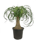 Ponytail Palm - 5 Live Plants in 6 Inch Growers Pots - Beaucarnea Recurvata - Beautiful Clean Air Indoor Succulent Houseplant