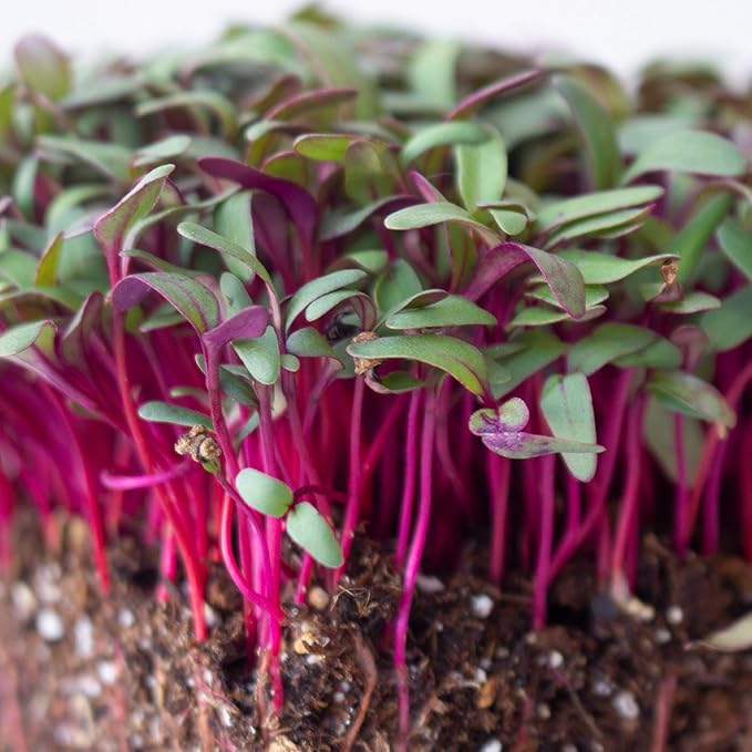 Beet Seeds - Red Round - 25 Lb Bulk ~600,000 Seeds - Beta vulgaris - Microgreens Seed - Non-GMO, Heirloom, Open Pollinated, Annual