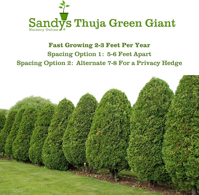 Thuja Green Giant Arborvitae Lot of 6, 3 Inch Pot