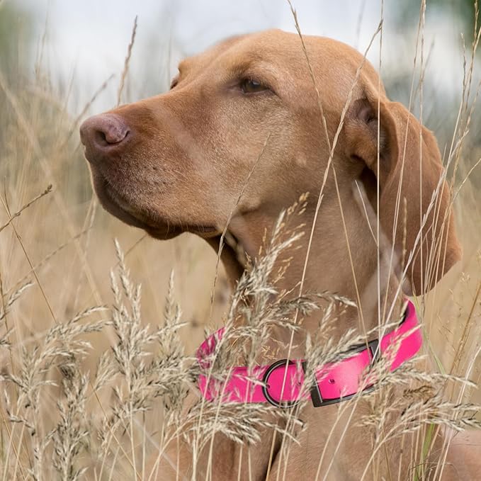 Dogline Biothane Waterproof Dog Collar Strong Coated Nylon Webbing with Black Hardware Odor- Proof for Easy Care Easy to Clean High Performance Fits Small Medium or Large Dogs, Passionfruit Pink
