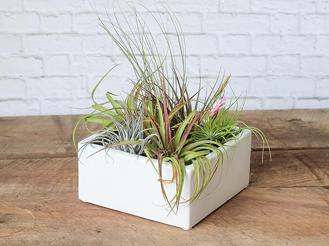 Air Plant Shop 30 Pack Tillandsia Air Plant Grab Bag of Premium Medium & Large Plants- Wholesale and Bulk - Succulents - Live Tillandsia - Easy Care Indoor and Outdoor House Plants