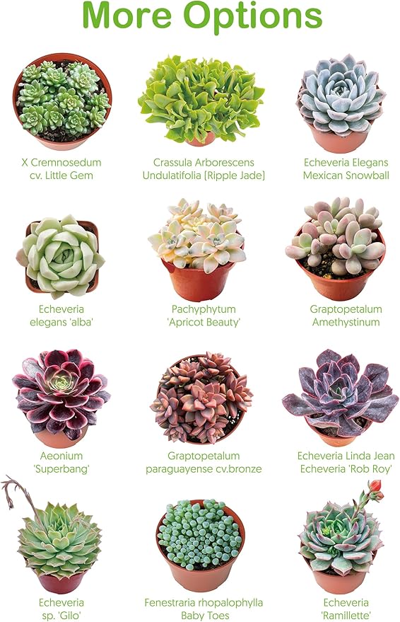Live Succulent Donkey Tails, Approx 2-inch Large, Potted Succulents, Fully Rooted, Easy Care House Plants