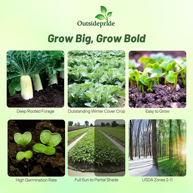 Outsidepride Annual Daikon Radish Seeds - 10 lbs. Chinese, Japanese, & Oriental Radish Seeds for Soil Health, Erosion Control, & Soil Aeration - Ideal for Gardens, Cover Crops, Pastures, & Food Plots