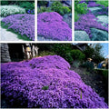 20,000+ Creeping Thyme Seeds Ground Cover, Non-GMO Perennial Flower Seeds, Hardy Thymus Serpyllum, Creeping Phlox Alternative for Landscaping & Garden Paths (Purple)