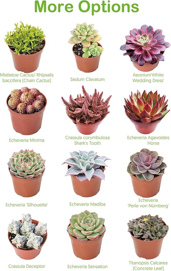 4-inch Succulent Aeonium Dodrantale, Live Succulents Plants Fully Rooted in Pots with Soil, Easy-Care House Plants for DIY, Home Office Decoration
